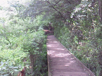 智光山公園の木道